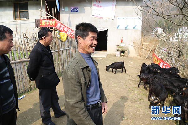 罗田县七道河乡夏家铺村贫困户雷海桥饲养了10几只黑山羊(连迅 摄)