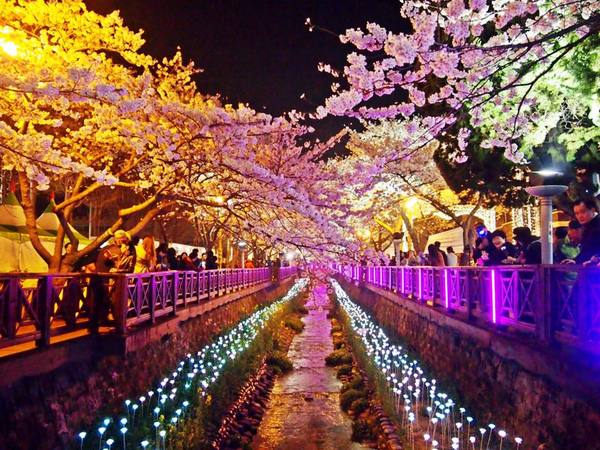 樱花夜景唯美句子图片