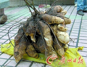 84斤大白薯你见过未