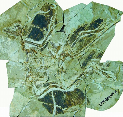 赫氏近鸟龙化石照片    中科院古脊椎动物与古人类研究所供图