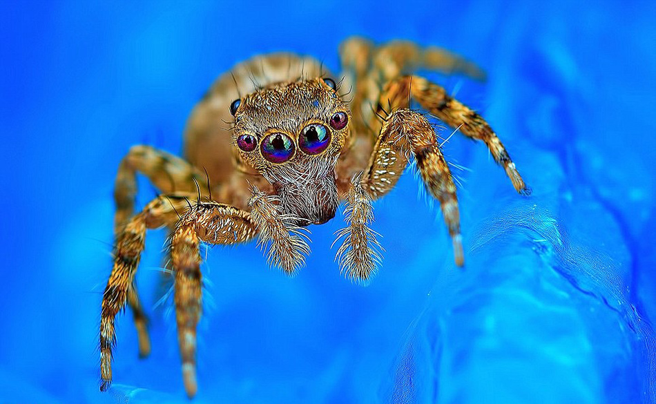 马来西亚摄影师微距拍蜘蛛惊人照