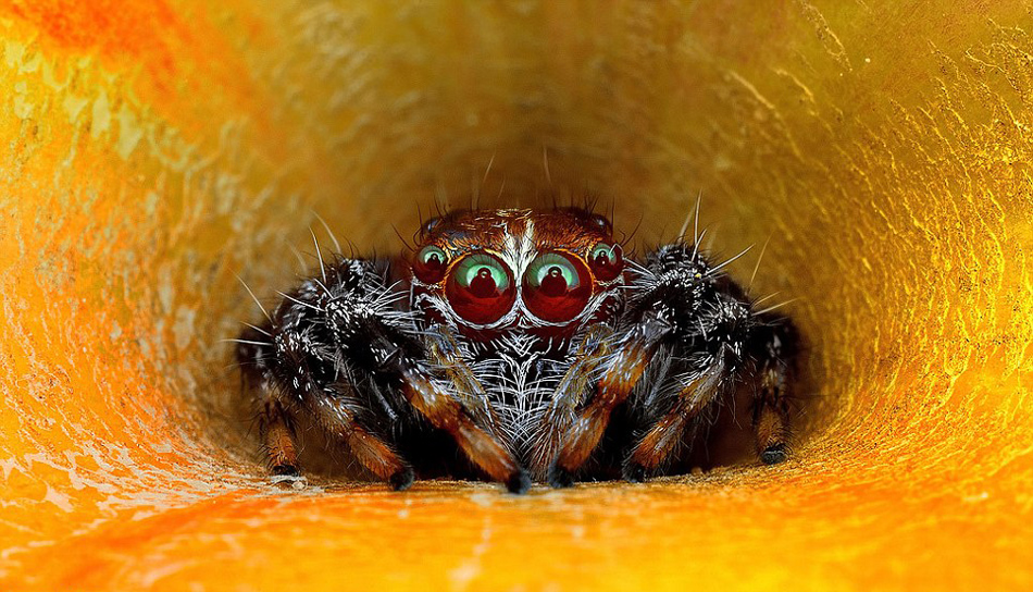 马来西亚摄影师微距拍蜘蛛惊人照