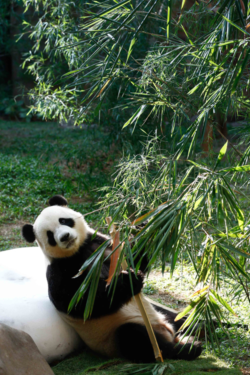 中国旅马大熊猫正式亮相