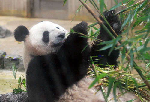 旅居日本東京上野動物園的雌性大熊貓