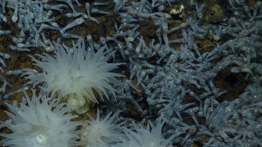 热液喷口附近的海葵和盲虾.