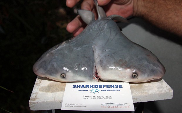 美国科学家发现史上首只双头牛鲨