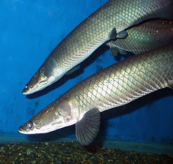 亚马逊发现三米长巨滑舌鱼用肺呼吸(图)