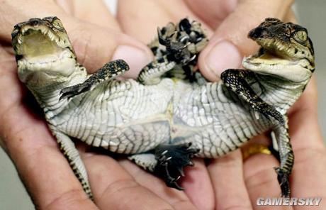 看完头皮发麻的10大奇异动物:柬埔寨怪牛