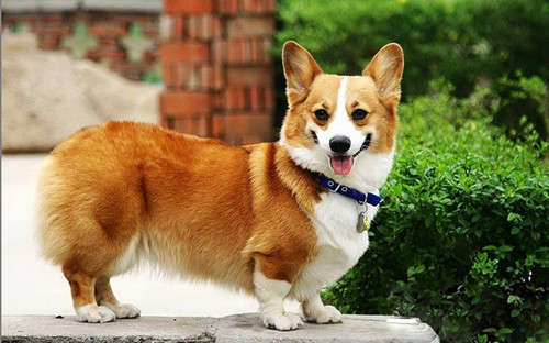 新闻早班车 > 正文资料图:英国柯基犬.