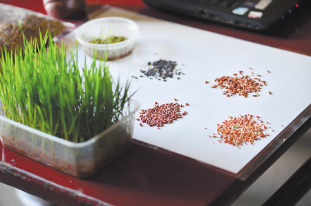 彩色水稻加工出来的彩色稻米十分亮眼.