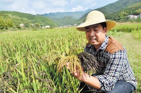 乌石龙村负责人周孝全手拿试种成功的彩色水稻,十分开心.均为李锋 摄
