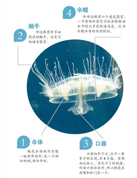 水母的生活方式图片