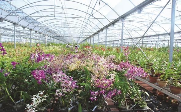 在國內投資建設的集熱帶蘭花的品種研發,組培生產,花苗培育,大棚栽培