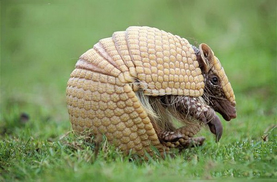 犰狳是什么动物