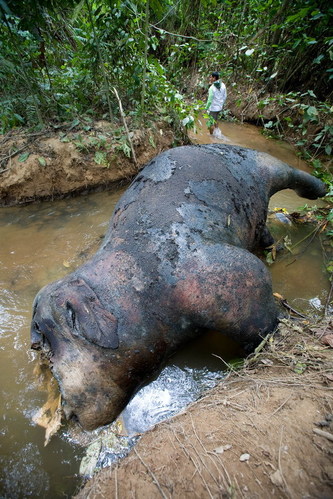 印尼野生大象遭毒杀头部和象鼻被割