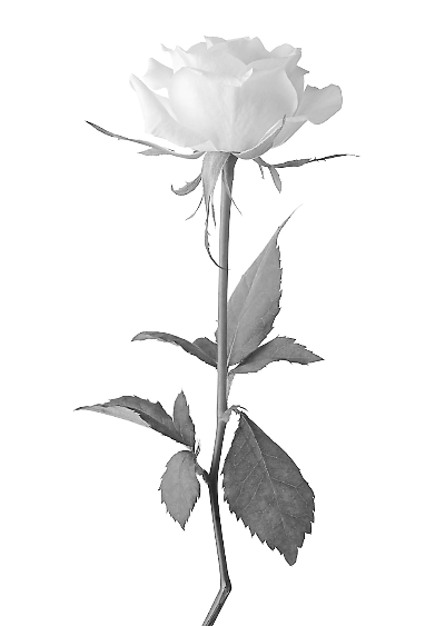 玫瑰并不明了它只知道自己很快就会枯萎一句诺言能承载多少期待和守候