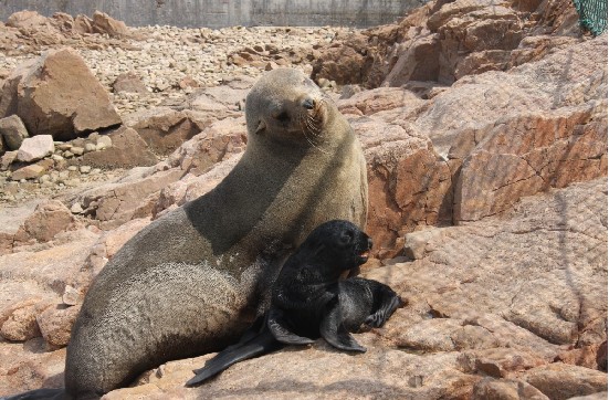 西霞口神雕山野生动物园诞下五月里第二只海狗