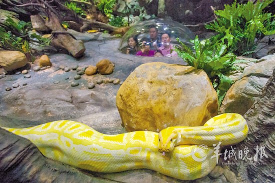 梧州蛇园图片
