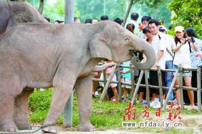 圖為遊人在東莞寮步香市動物園觀賞大象.蘇仕日 攝