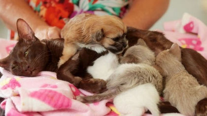 好萌英国母猫给小狗喂奶视如己出图