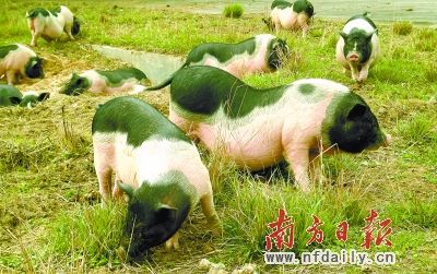 每天10万人享用连州瑶土猪