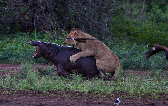 狮子欲捕食河马反遭追击落荒而逃图