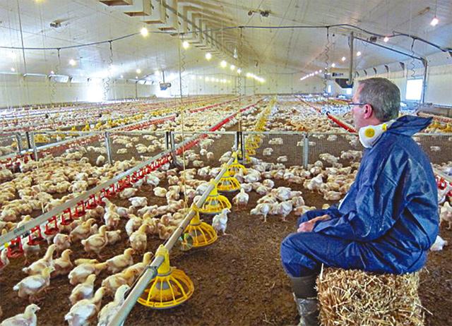 肯德基肉鸡35天的一生:跟3万同伴蜗居臭鸡棚等死