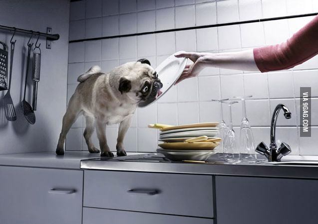 imgur网友daclownie分享的新·诱猫玩法,简直丧心病狂(@英国报姐)