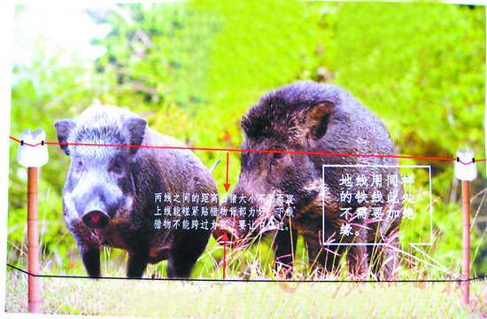 同德围黑店热卖野兽捕猎器顾客多为外地人