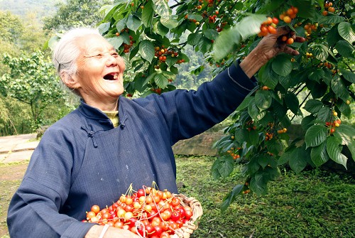 铜梁双山樱桃图片