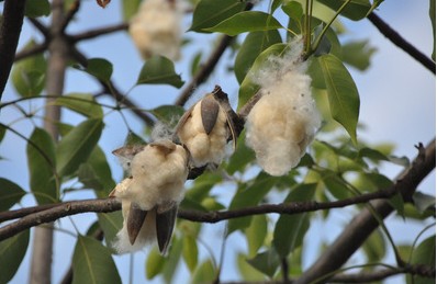 台湾高铁板桥站木棉舞精灵 初夏浪漫飘雪(图)