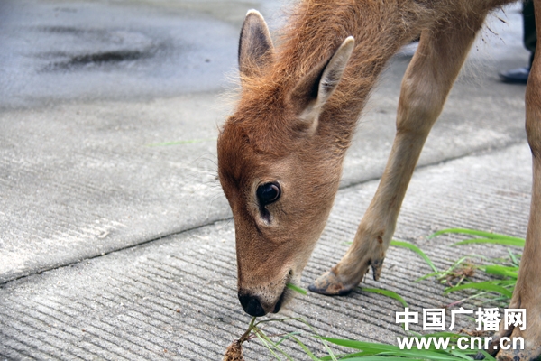 被管理站的工作人员养育的小麋鹿看上去很健康