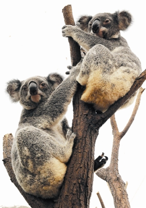 澳大利亚拟 保护考拉物种