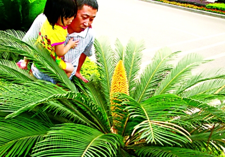 綠化帶中三株並排鐵樹同時開花 還分出了雌雄(圖)