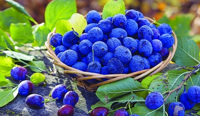 有机蓝莓基地直销