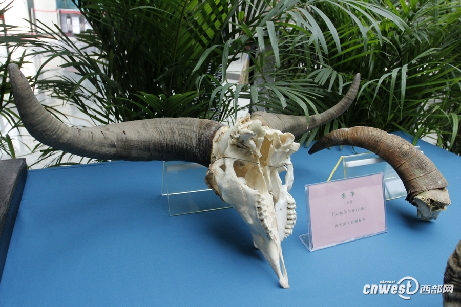 西安海关向西北农林科技大学捐赠的岩羊角.(摄影:马广浩)