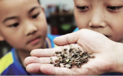 吴大爷展示打死的蜜蜂