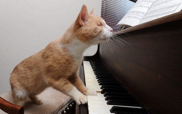 小猫和线球钢琴图片
