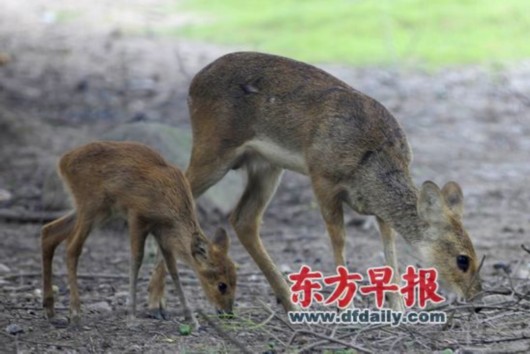 羊獐子二级保护图片