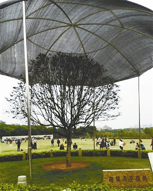 深圳给胡总所种大树罩"遮阳伞"(图)