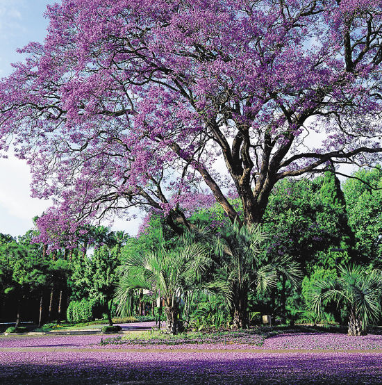 南非约翰内斯堡盛开的非洲紫薇花  南非旅游局 供图