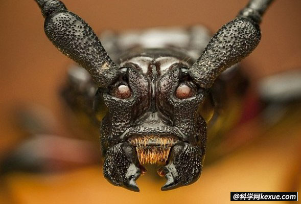 新入侵美国的甲虫有魔鬼一样的红色眼睛