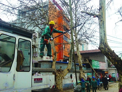 法桐的修剪成型图片图片