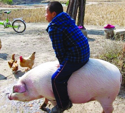 看过骑马的,骑驴的,你见过骑猪的吗?