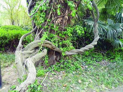 瞧我,也会拧麻花,只是麻花好吃,树难拧哦.