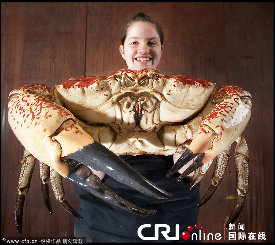 澳大利亚巨型帝王蟹将赴欧洲水族缸展出高清组图