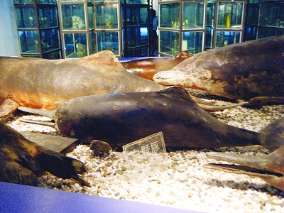 已灭绝的白鳍豚的标本.